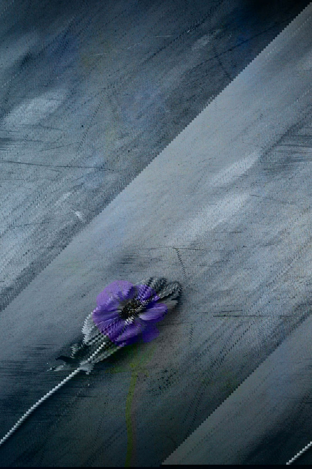 purple petaled flower on gray surface